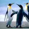 picom