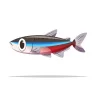 neon tetra