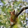 squirrel