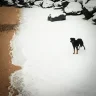 SeaDog
