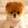 Robust