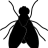 fly